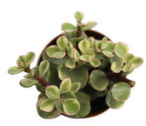 Variegated Afra Portulacaria